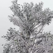 ϲ�����������