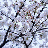 �Ĺ�·�ϵ�ӣ��