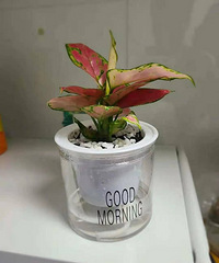 自己倒腾花花草草也还不错