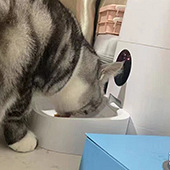 ���˫��Ͷʳ��