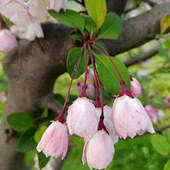 ��԰�Ļ�������