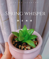 晒晒家里的花花-春意盎然