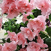 �����Ļ���