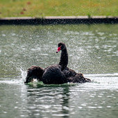 ����ĺ����