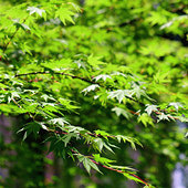 ������ɫ����