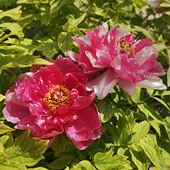 ĵ�������ĺ�Ư��