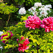 ��԰��ĵ������