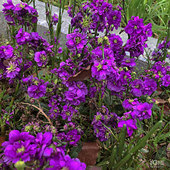 ·�ߵ�Ұ������ʢ