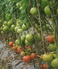 �������������������أ������õ���������֧��