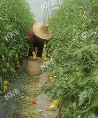 西红柿滞销,困难重重,乞望得到嘉兴力量支持