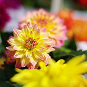 �л����þ�