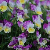 ����ļ�¼��������