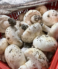 �Ź��𣿺ܻ������֣�