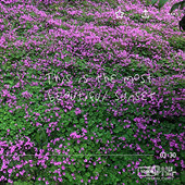 ��籩���µ�С��