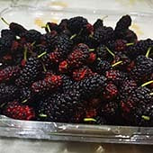 ���������ɣ��