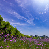 ����������޲�