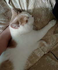 è���Ȼ��С���ˣ��ֲ�������������è