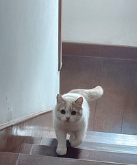 è���Ȼ��С���ˣ��ֲ�������������è