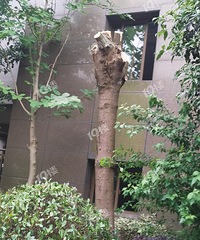 [���ܵ�19¥]���֭ˮ�ġ����������Ѵ��������ܺú�ͣ����