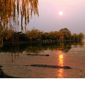 �Ϻ����糿