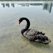 �����԰�ĺ����