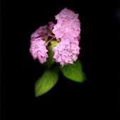 �Ϻ��߾�ɫ����