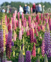 [����]���ڶ��ַ����������ǲ��Ǻ��ʵ�ʱ���أ�