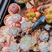 �Լ۱ȳ��ߵ���Ȥ�ڼ�