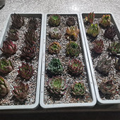 ��һ�����������