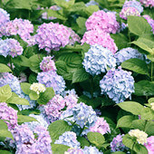 ���򻨻���