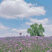 ��ҵ���ɫ���޲ݻ���