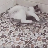 �����ǳɳ���