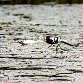 ��ˮ�Ϸɵ�ˮ��