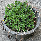 �Լ��ֵ����Ӳݺ���