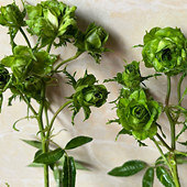 С�������ܻ�԰