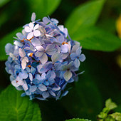 ���Ļ��ݾ������