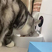 �Զ�ιʳ����