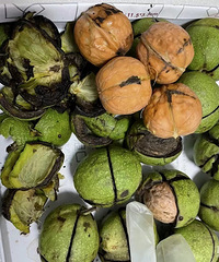 ����֮��ԵĶ���ǧ��ٹ֡��Ҷ�������Լ���