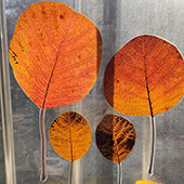 �ܷ������ʽ�컨�壡