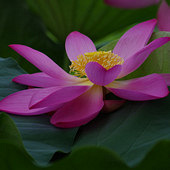 ӳ�պɻ��ͺɼ�