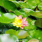 ������˫ɫ˯��