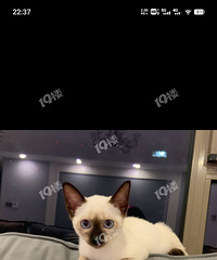 �޳�����Сè�� Ѱ�ұ��������ˣ��о�������ȣ�