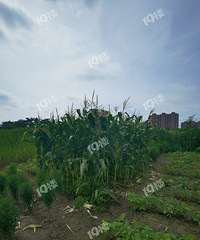 ɥ������������ĸ�������ֵ����� һҹ֮�䱻͵�ɾ���