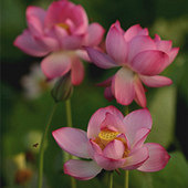 ����һ���ɻ�ͼ