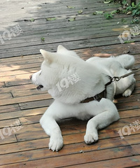 [����]����԰ʲôʱ���̣�׼��400w��ϣ����