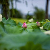 �ĺɻ�����Ϊ������