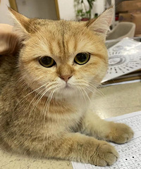 80�󱾵�δ��С�� �����̲� ���� �Ҹ�86��δ�����