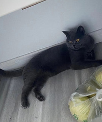 ������Ӣ����ֻ������ 28���������ʦ�Ҷ���