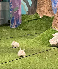 ��ѩ��̿͡���ʲô�����ӵ���Щ���֡��̿͡�1���Ӿ�Ҫ4Ԫ��