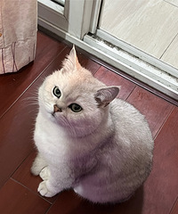 �����ף��Ҽ�è����Խ��Խ�� ���Ǿ����أ�
